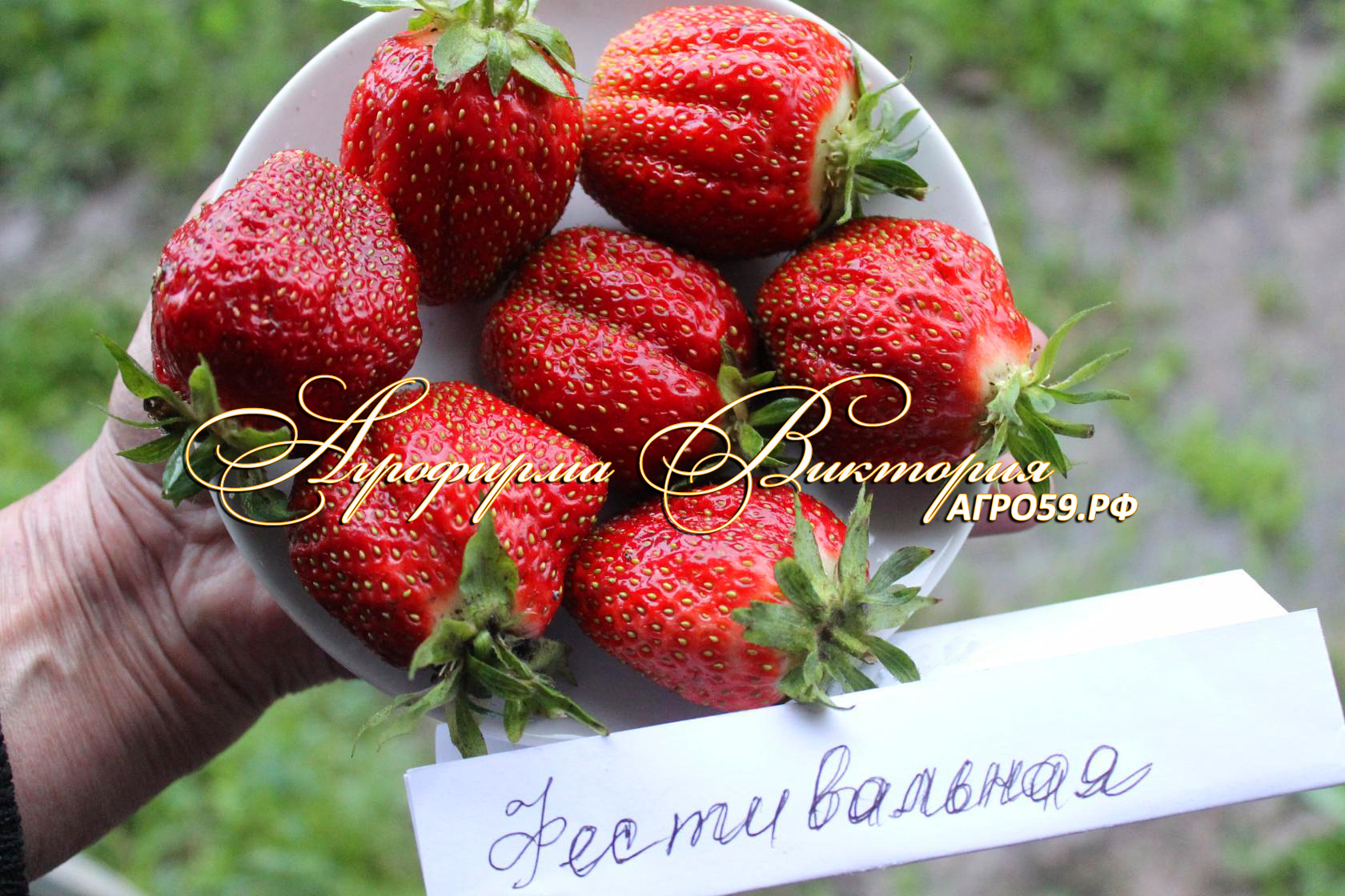 Клубника \